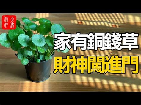 錢幣草風水|銅錢草放哪裡招財，教你四個擺放最佳位置